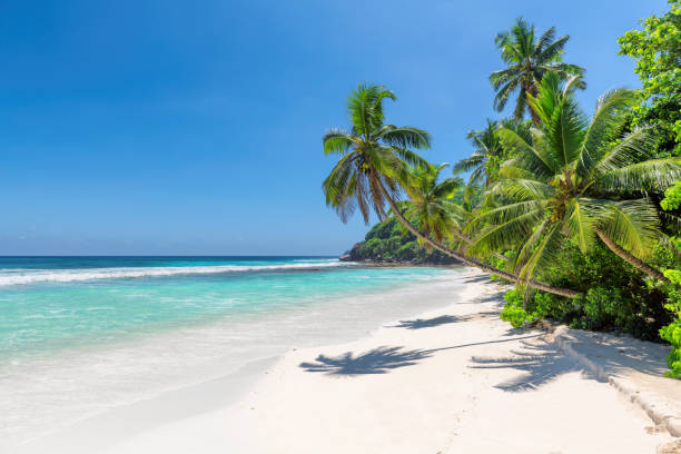 istock Paradise white sand beach with coco palm and turquoise sea 1126610667