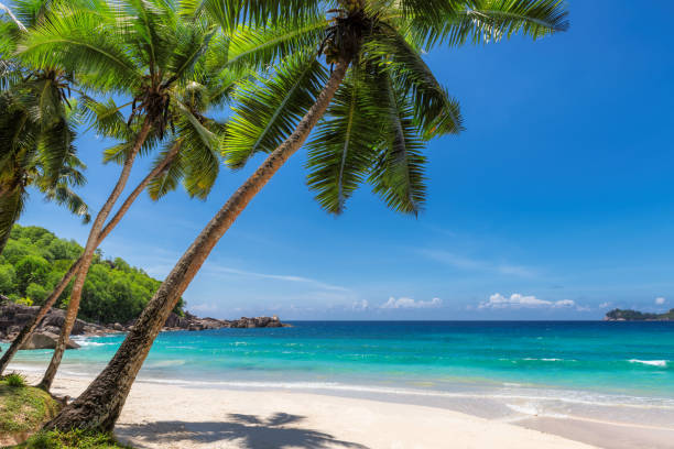 plage de sable paradis avec palme de coco - mer des caraïbes photos et images de collection