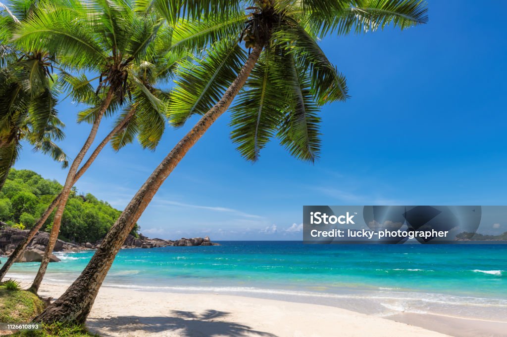 Paradise sandy beach with coco palm Paradise sandy beach with coco palm and tropical sea. Travel and vacation concept. Beach Stock Photo