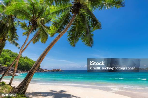Paradise Sandy Beach With Coco Palm Stock Photo - Download Image Now - Beach, Tropical Climate, Palm Tree