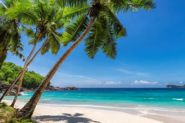 Photo of Paradise sandy beach with coco palm