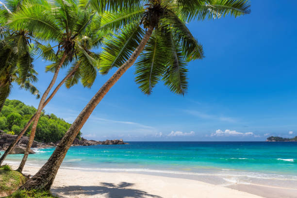 rajska piaszczysta plaża z palmą kokosową - nobody africa summer tourist resort zdjęcia i obrazy z banku zdjęć