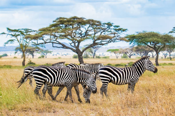istock herd of zebras in african savanna 1126612695