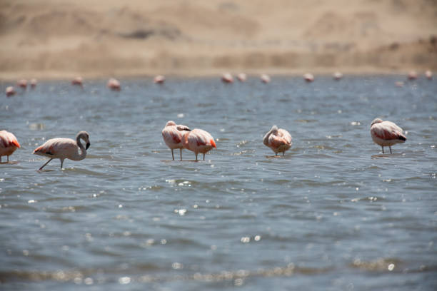 istock Flamingos  in Paracas, Peru 1126613551