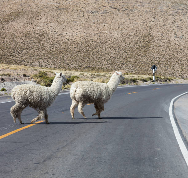 istock Llama walking in a street 1126613603