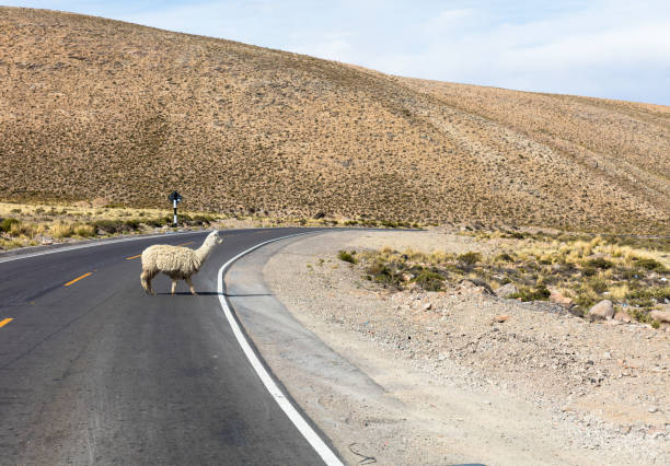 istock Llama walking in a street 1126613616