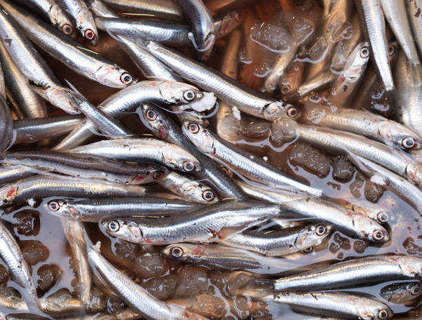 peces en hystorical - coryphaena fotografías e imágenes de stock