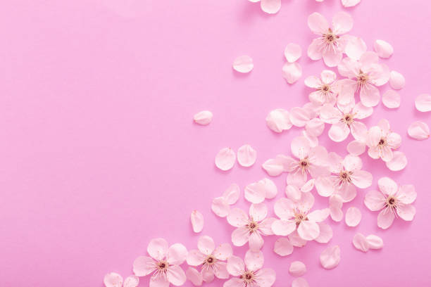 istock cherry flowers on paper background 1126613794