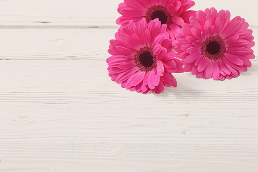 pink gerber on white wooden background