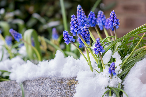 Blue grape hyacinth blooms in the spring surrounded by snow. Strong determined little flowers pushing though a layer of ice and snow that covers the stone-edged flower bed