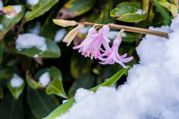 Pink hyacinth florets in the spring surrounded by snow. Strong determined flowers pushing though a layer of ice and snow that covers the flower bed