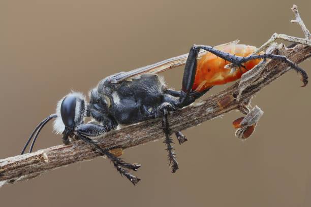 the beauty wasp the beauty wasp on macro photography common cuckoo stock pictures, royalty-free photos & images