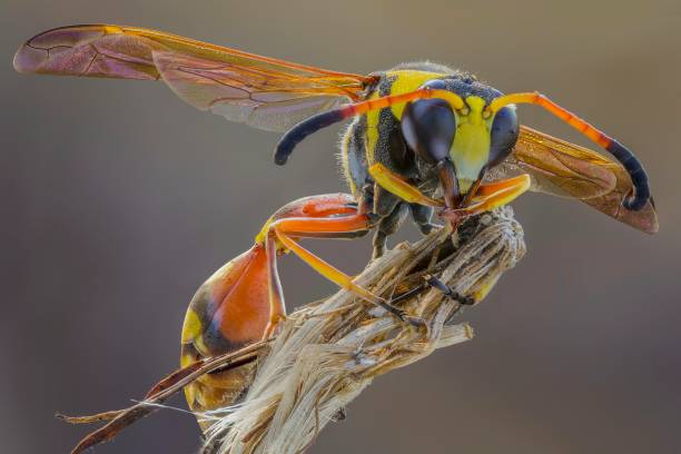 the beauty wasp the beauty wasp on macro photography common cuckoo stock pictures, royalty-free photos & images