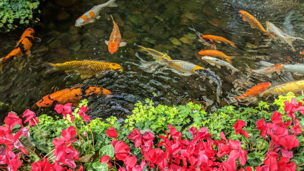 yapımcısı: 0x4c, tarih: 2017-10-1, ver:4, lens: kan03, hareket: lar01, e-y - japon balığı lar stok fotoğraflar ve resimler