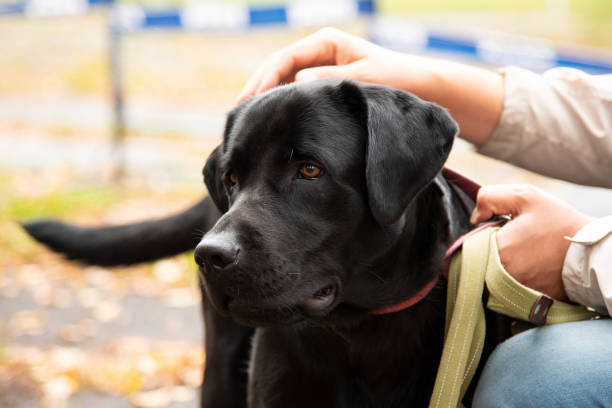 istock Portrait of a black dog with leash 1126617485