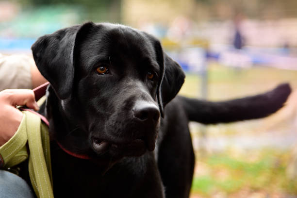 ritratto di cane nero al guinzaglio - dog black labrador retriever animal nose foto e immagini stock