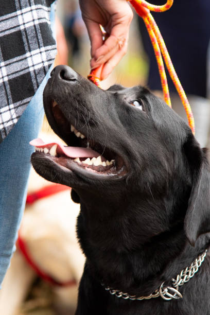 リーシュで黒犬の肖像画 - dog black labrador retriever animal nose ストックフォトと画像