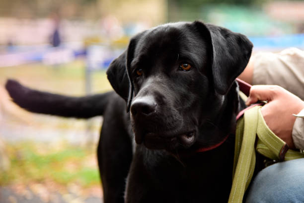 Portrait of a black dog with leash Portrait of a black Labrador with good and wise eyes which stroke the owner wolf snout pictures stock pictures, royalty-free photos & images