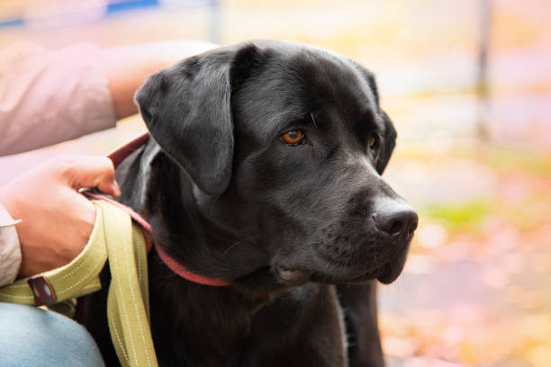 istock Portrait of a black dog with leash 1126617500