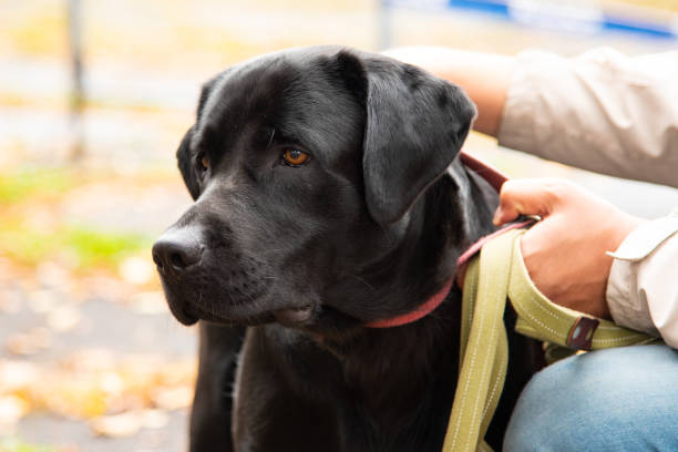 istock Portrait of a black dog with leash 1126617502