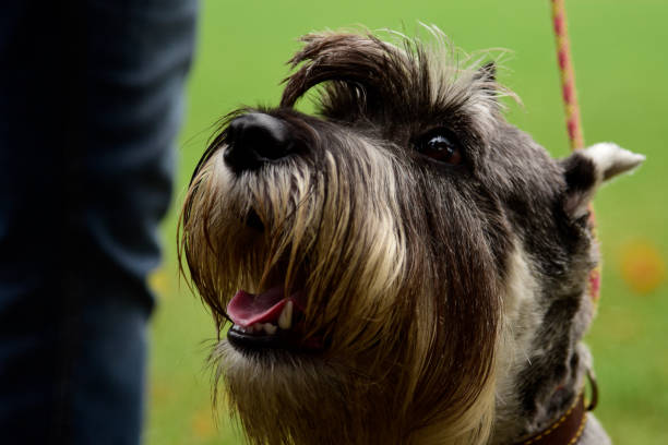 istock Portrait mini Schnauzer with interesting eyes outdoors 1126618610