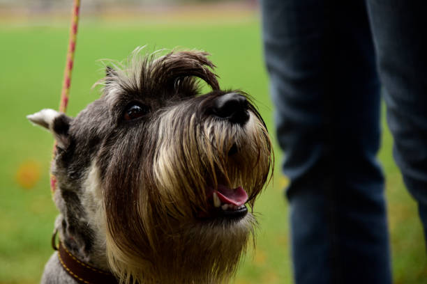 istock Portrait mini Schnauzer with interesting eyes outdoors 1126618613