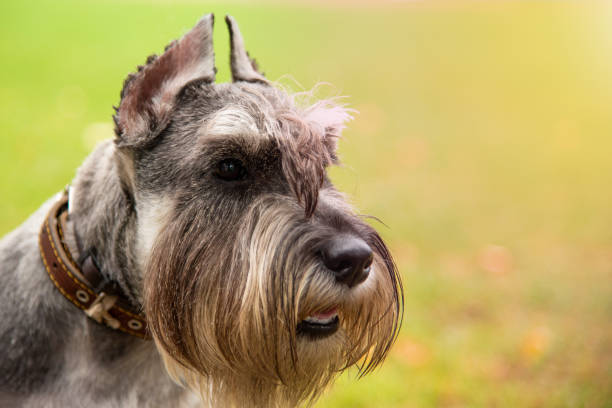550+ Black And Silver Miniature Schnauzer Stock Photos, Pictures ...