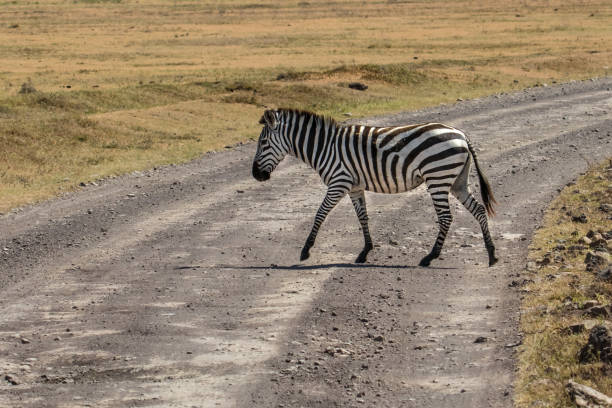 istock wild zebra walk in the African savannah 1126619765