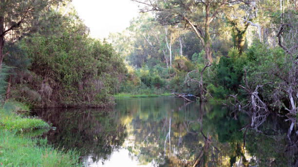 istock Pretty Creek In A Gorge 1126620297