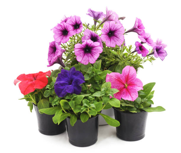 Colorful petunia in the pot.