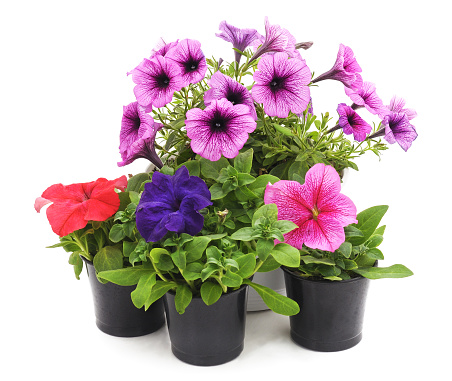 Colorful petunia in the pot isolated on a white background.