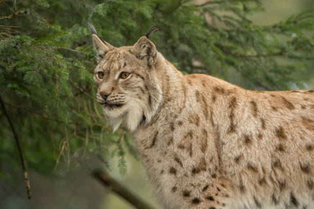 istock A big lynx is attentive outside in winter 1126621649