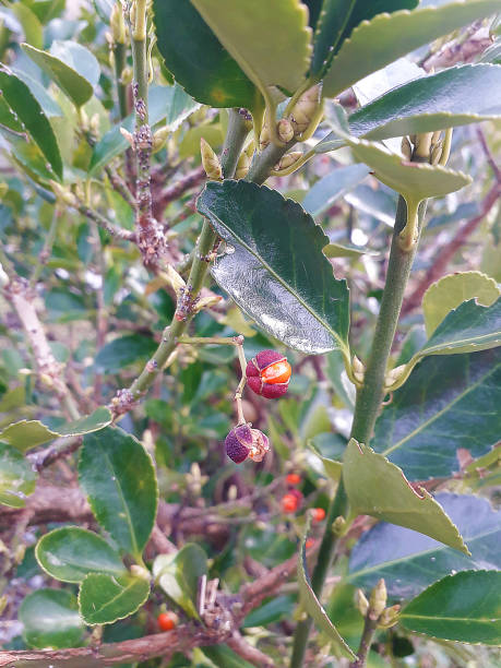 istock Red berries in the bush 1126622422