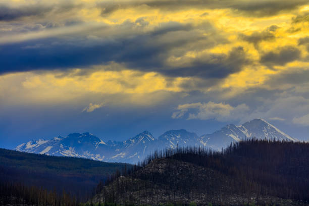 Medicine Lake fire burn in Jasper National Park with Victoria Cross Range in distance, Canada
