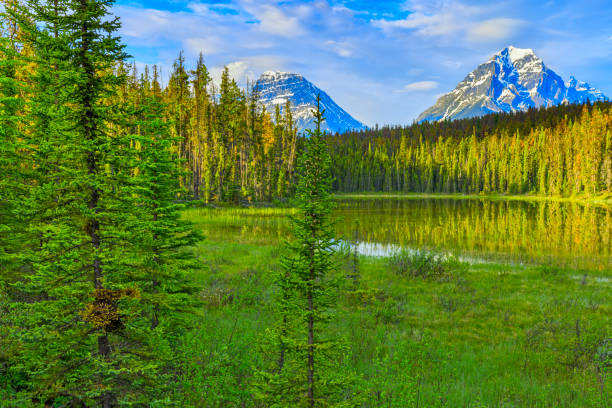 istock Jasper National Park in Alberta Canada 1126623846