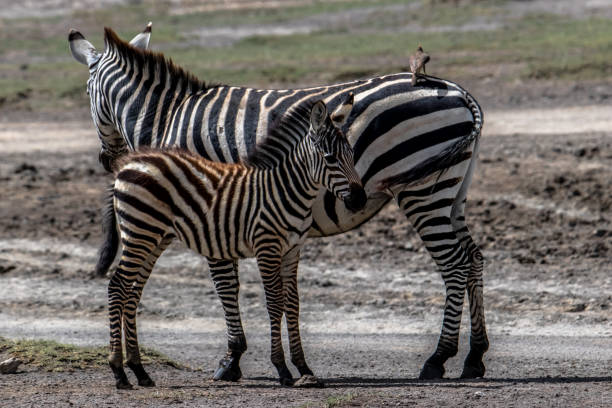 istock Zebra foal suckling from mother 1126625636