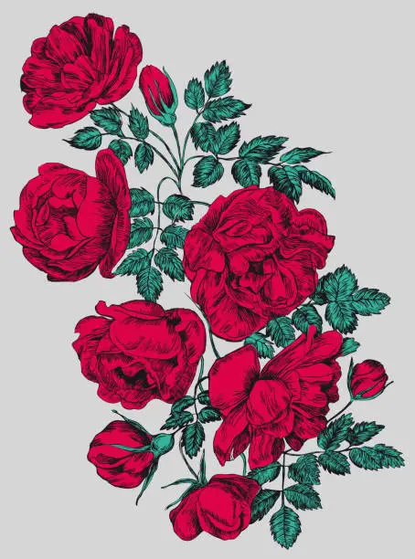 Vector illustration of Rose vector illustration, engraving . Red flowers and buds