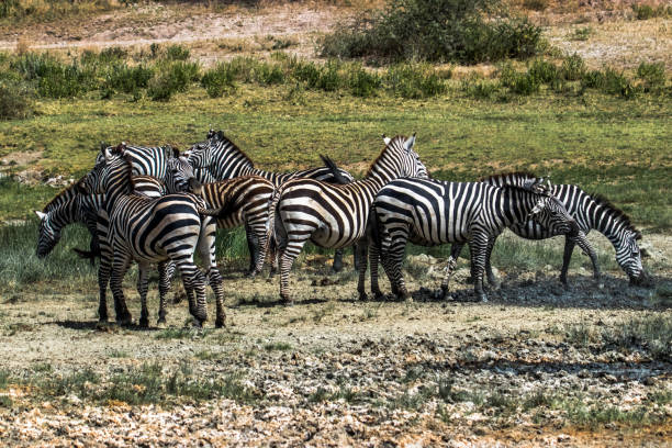 istock herd of zebras in african savanna 1126626294