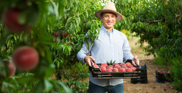 istock Gardener with peaches harvest in garden 1126626741