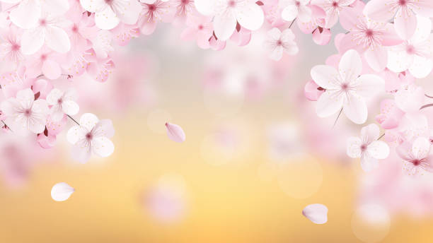 텍스트에 대 한 장소를 가진 꽃 빛 핑크 사쿠라 꽃으로 아름 다운 섬세 한 배경. 섬세 한 꽃 디자인입니다. 현실적인 벡터 일러스트입니다. - april stock illustrations