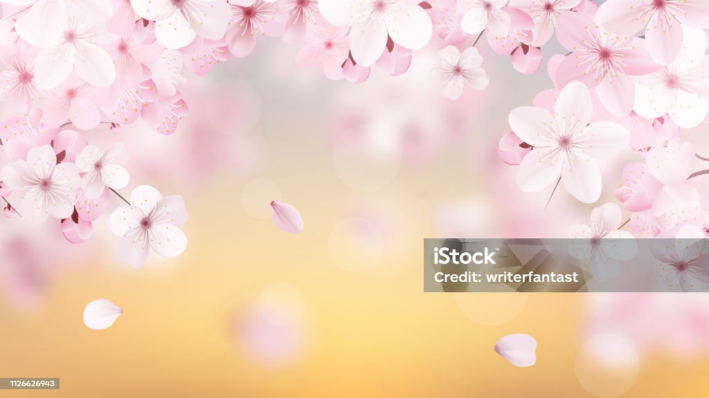 Beautiful delicate background with blossoming light pink sakura flowers with place for text. Delicate floral design. Realistic  vector illustration. Flower stock vector