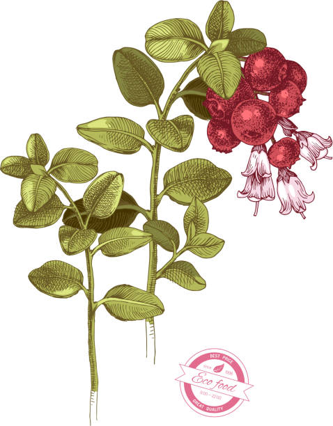 illustrazioni stock, clip art, cartoni animati e icone di tendenza di ramo di cowberry disegnato a mano - bearberry