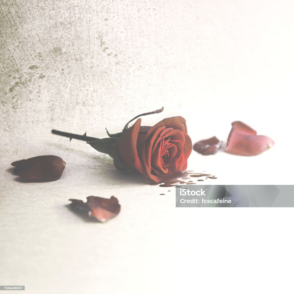 Cutted Rose Crying Blood From The Petals Wounded Love Stock Photo ...