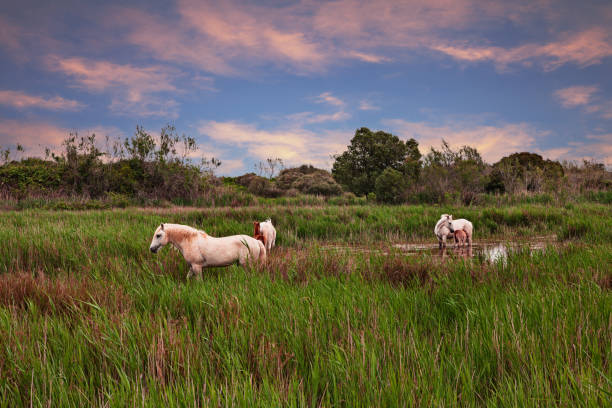 istock Camargue, France: white horses grazing in the wetlands 1126628436