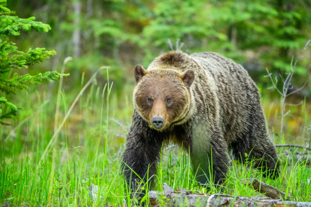 Grizzly bear in Jasper National Park, Canada
