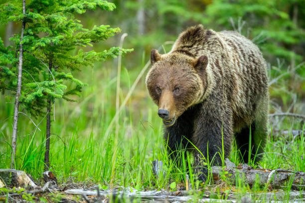istock Jasper National Park in Alberta Canada 1126630195