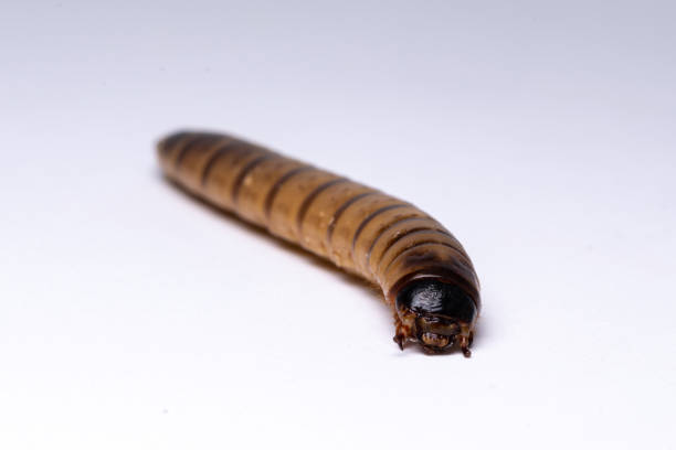 istock Insects - food for reptails 1126632094