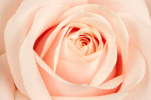 istock Blossoming buds of beautiful, delicate, creamy roses. 1126632143