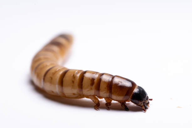 Insects - food for reptails