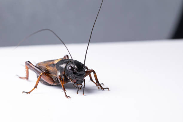 istock Insects - food for reptails 1126632396